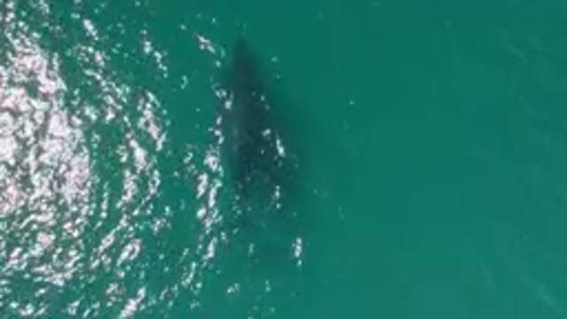 LAGUNA BEACH LOS CABOS BCS MEXICO-2023: Large Whale Swimming In The Water Near A