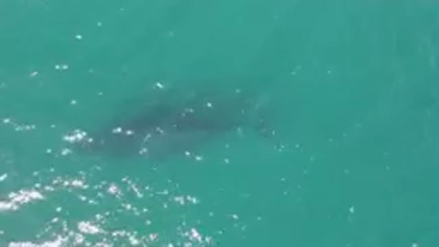 LAGUNA BEACH LOS CABOS BCS MEXICO-2023: Shark Swimming In The Water Near A Boat