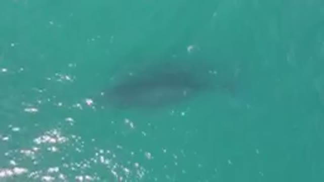LAGUNA BEACH LOS CABOS BCS MEXICO-2023: Shark Swimming In The Water Near A Boat