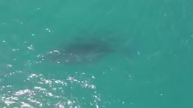 LAGUNA BEACH LOS CABOS BCS MEXICO-2023: Shark Swimming In The Water Near A Boat