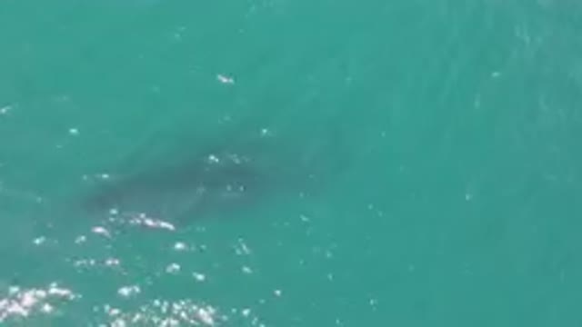 LAGUNA BEACH LOS CABOS BCS MEXICO-2023: Shark Swimming In The Water Near A Boat