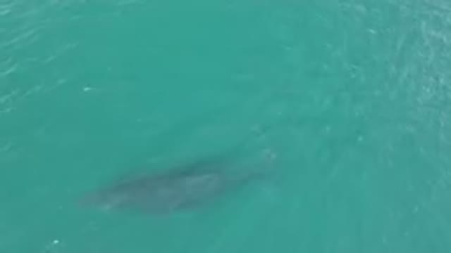 LAGUNA BEACH LOS CABOS BCS MEXICO-2023: Large Shark Swimming In The Water Near A