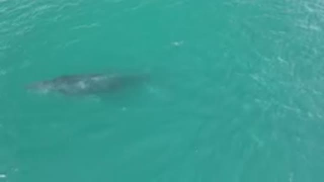 LAGUNA BEACH LOS CABOS BCS MEXICO-2023: Large Whale Swimming In The Water Near A