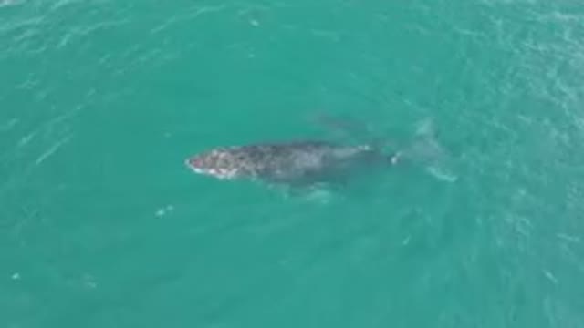 LAGUNA BEACH LOS CABOS BCS MEXICO-2023: Humpback Whale Swimming In The Ocean Waves