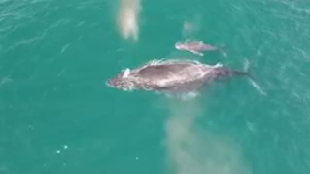 LAGUNA BEACH LOS CABOS BCS MEXICO-2023: Two Dolphins Swimming In The Ocean