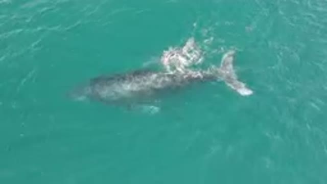 LAGUNA BEACH LOS CABOS BCS MEXICO-2023: Humpback Whale Swimming Beneath the Ocean Surface