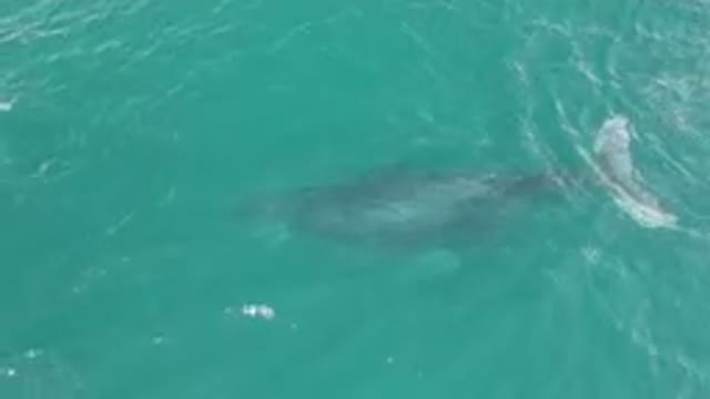 LAGUNA BEACH LOS CABOS BCS MEXICO-2023: Humpback Whale Swimming In The Ocean From Above