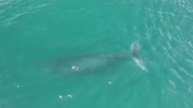 LAGUNA BEACH LOS CABOS BCS MEXICO-2023: Large Shark Swimming In The Ocean Near A