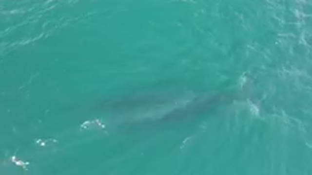 LAGUNA BEACH LOS CABOS BCS MEXICO-2023: Large Shark Swimming In The Water Near A