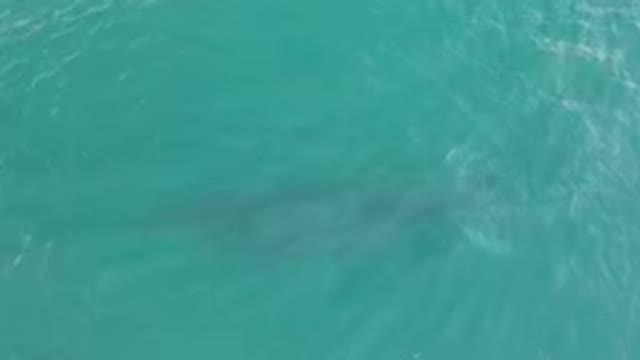 LAGUNA BEACH LOS CABOS BCS MEXICO-2023: Large Shark Swimming In The Water Near A