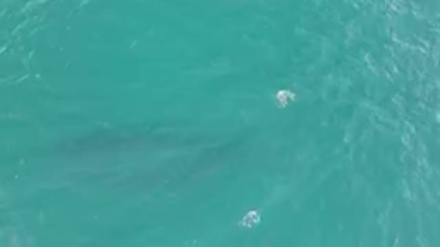 LAGUNA BEACH LOS CABOS BCS MEXICO-2023: Man In A Boat With A Shark Surfacing