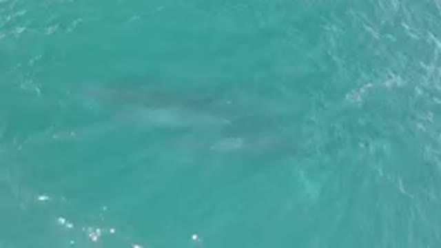 LAGUNA BEACH LOS CABOS BCS MEXICO-2023: Shark Swimming In The Water Near A Boat