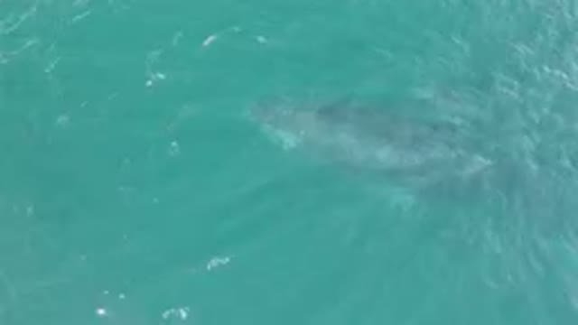 LAGUNA BEACH LOS CABOS BCS MEXICO-2023: Whale Swimming in Ocean Waters
