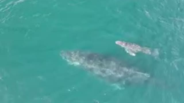 LAGUNA BEACH LOS CABOS BCS MEXICO-2023: Two Gray Whales Swimming In The Ocean
