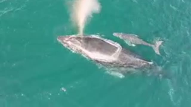 LAGUNA BEACH LOS CABOS BCS MEXICO-2023: Humpback Whale Swimming in Ocean Waves