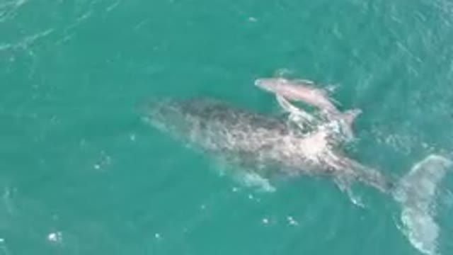 LAGUNA BEACH LOS CABOS BCS MEXICO-2023: Two Whales Swimming In The Water
