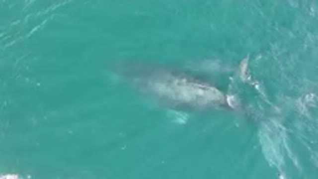 LAGUNA BEACH LOS CABOS BCS MEXICO-2023: Large Gray Whale Swimming In The Ocean
