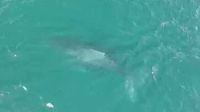 LAGUNA BEACH LOS CABOS BCS MEXICO-2023: Large Shark Swimming In The Ocean Near A