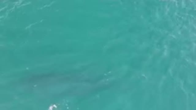 LAGUNA BEACH LOS CABOS BCS MEXICO-2023: Shadow of Large Whale in the Ocean