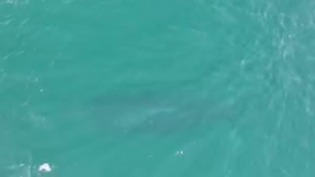LAGUNA BEACH LOS CABOS BCS MEXICO-2023: Shadows in the Ocean