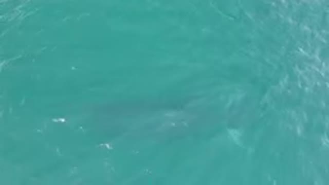 LAGUNA BEACH LOS CABOS BCS MEXICO-2023: Whale Shadow Deep in the Ocean