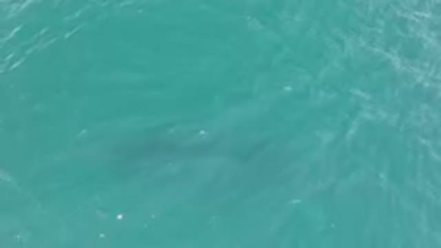 LAGUNA BEACH LOS CABOS BCS MEXICO-2023: Whale Shadow Deep in the Ocean