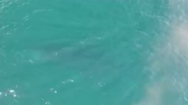 LAGUNA BEACH LOS CABOS BCS MEXICO-2023: Shark Swimming In The Water Near A Boat