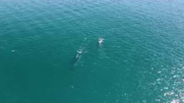 LAGUNA BEACH LOS CABOS BCS MEXICO-2023: Baby Whale Swimming After Mom