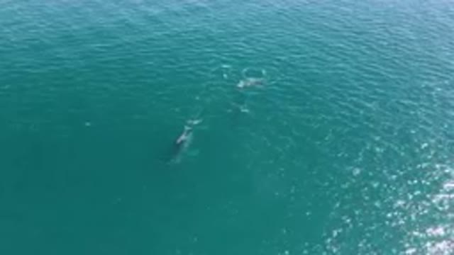 LAGUNA BEACH LOS CABOS BCS MEXICO-2023: Mother Whale Leading Baby Whale