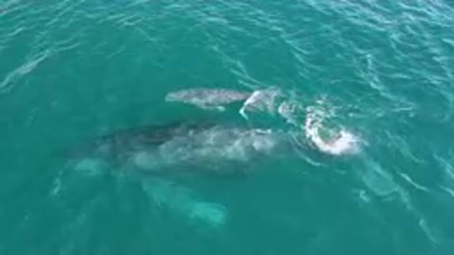 LAGUNA BEACH LOS CABOS BCS MEXICO-2023: Humpback Whale Swimming in Ocean Waves
