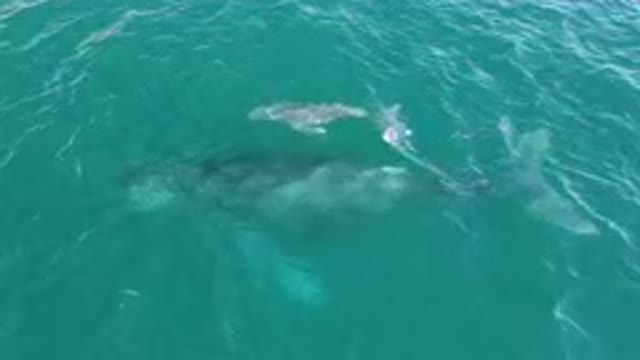 LAGUNA BEACH LOS CABOS BCS MEXICO-2023: Calm Baby Whale Swimming in the Pacific Ocean