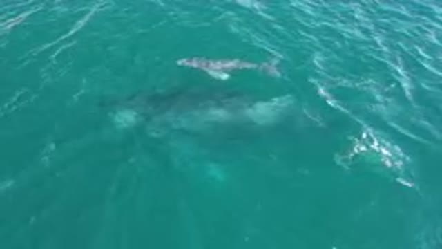 La LAGUNA BEACH LOS CABOS BCS MEXICO-2023: Mother and Baby Whales