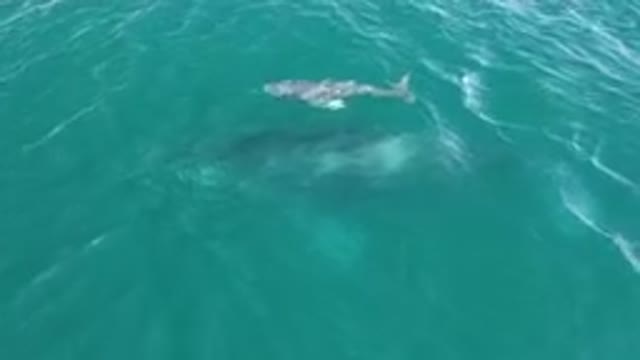 LAGUNA BEACH LOS CABOS BCS MEXICO-2023: Large Whale Swimming In The Ocean With A