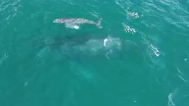 LAGUNA BEACH LOS CABOS BCS MEXICO-2023: Baby Humpback Whale Surfaces Near Waves