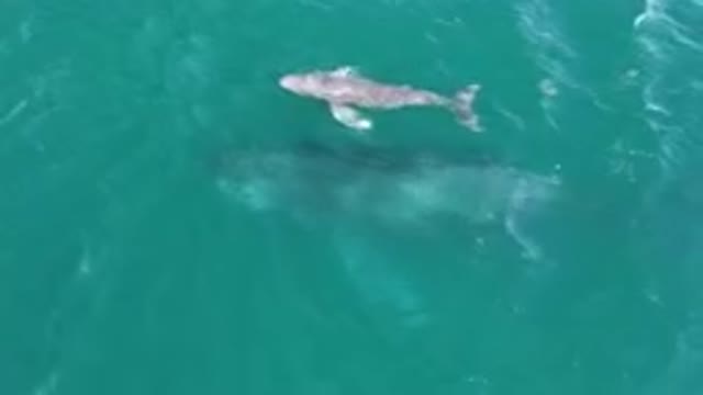 LAGUNA BEACH LOS CABOS BCS MEXICO-2023: Baby Whale Near Its Mother