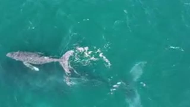LAGUNA BEACH LOS CABOS BCS MEXICO-2023: Large Gray Whale Swimming In The Ocean