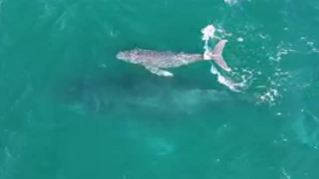 LAGUNA BEACH LOS CABOS BCS MEXICO-2023: Baby Whale Slapping Its Tail