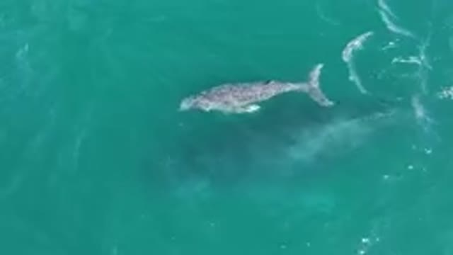 LAGUNA BEACH LOS CABOS BCS MEXICO-2023: Whale Swimming in Ocean Waters from Above