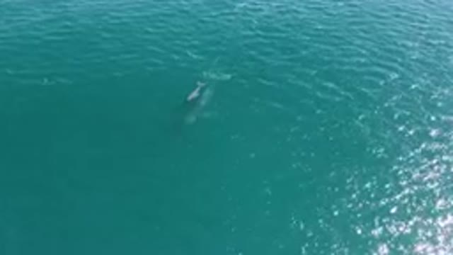 LAGUNA BEACH LOS CABOS BCS MEXICO-2023: Baby Whale Swimming