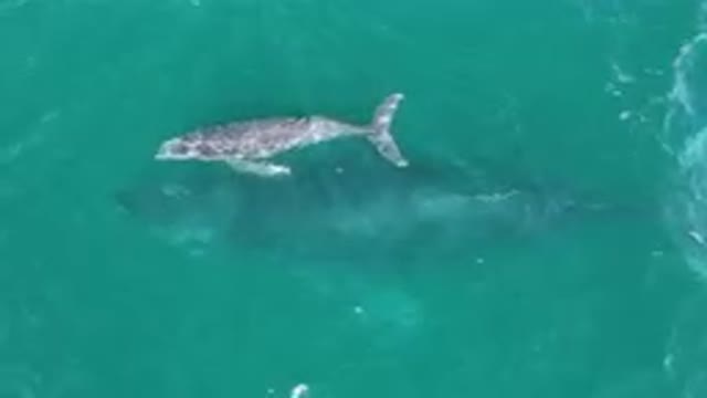 LAGUNA BEACH LOS CABOS BCS MEXICO-2023: Humpback Whale Swimming Beneath the Ocean Surface