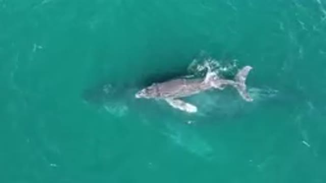 LAGUNA BEACH LOS CABOS BCS MEXICO-2023: Humpback Whale Swimming Beneath Ocean Surface