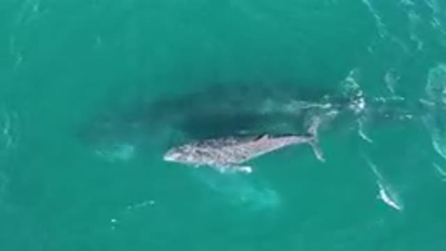 LAGUNA BEACH LOS CABOS BCS MEXICO-2023: Humpback Whale Swimming In The Ocean
