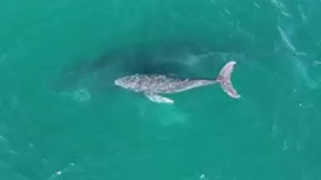 LAGUNA BEACH LOS CABOS BCS MEXICO-2023: Whale Swimming in the Ocean from Above