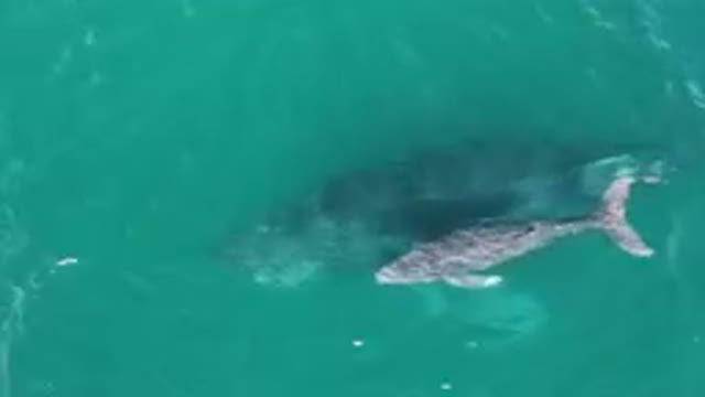 LAGUNA BEACH LOS CABOS BCS MEXICO-2023: Baby Whale Surfacing Near Mother