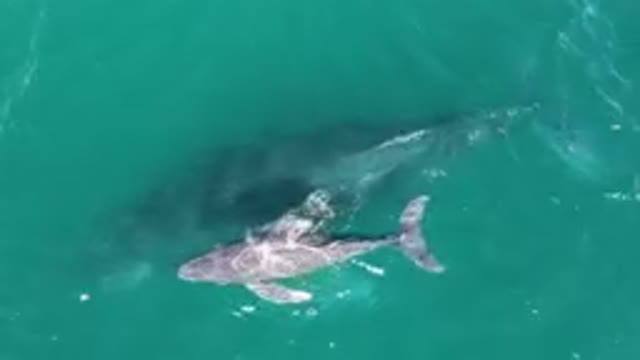 LAGUNA BEACH LOS CABOS BCS MEXICO-2023: Large Shark Swimming In The Water Near A