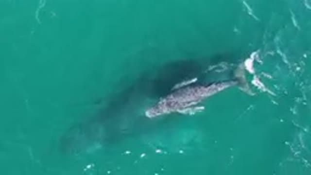 LAGUNA BEACH LOS CABOS BCS MEXICO-2023: Large Gray Whale Swimming In The Water