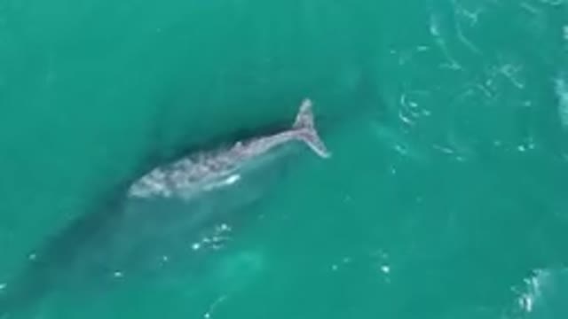 LAGUNA BEACH LOS CABOS BCS MEXICO-2023: Humpback Whale Swimming in Ocean Waters