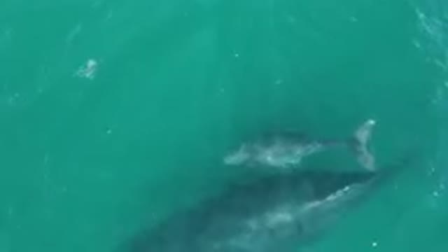 LAGUNA BEACH LOS CABOS BCS MEXICO-2023: Whale Swimming in the Ocean from Above