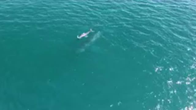 LAGUNA BEACH LOS CABOS BCS MEXICO-2023: Baby Whale Swimming In The Ocean