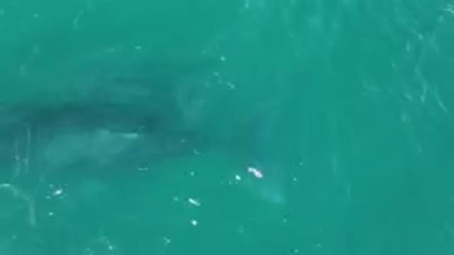 LAGUNA BEACH LOS CABOS BCS MEXICO-2023: Large Shark Swimming In The Water Near A